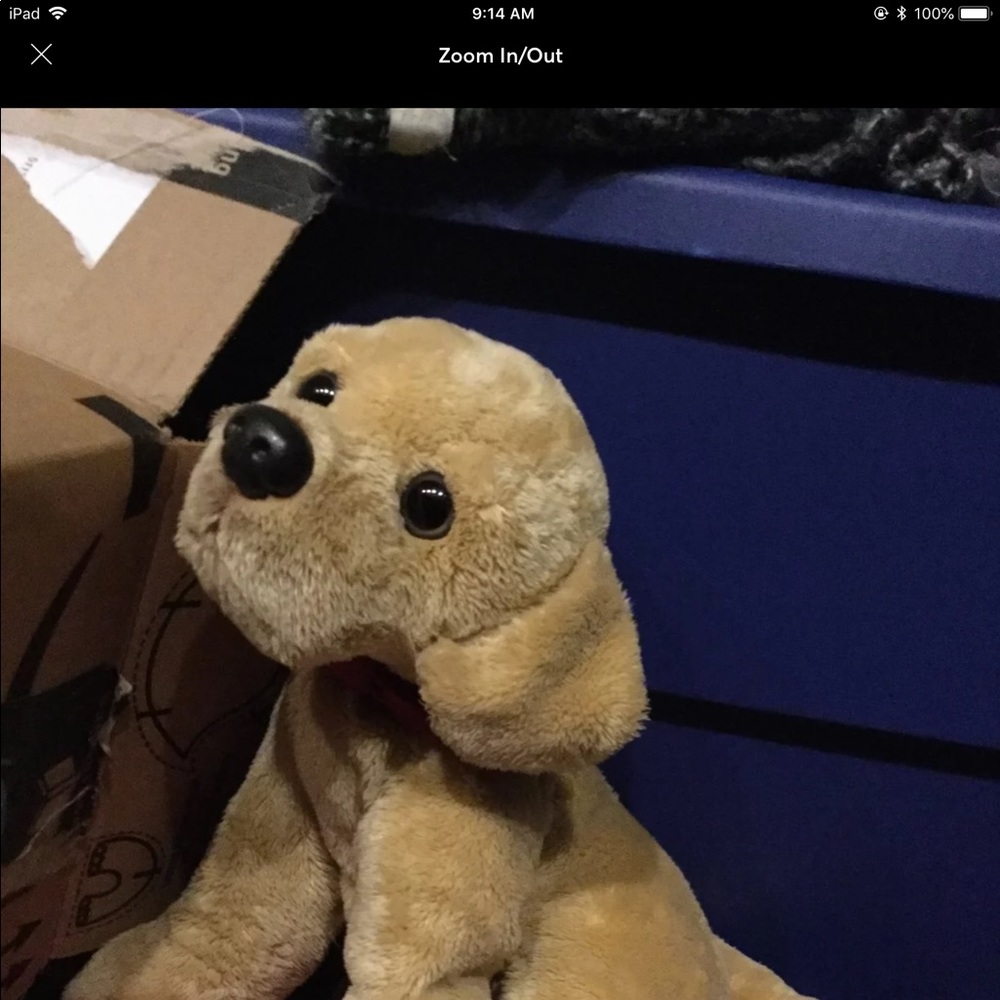 FAO golden retriever puppy